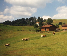 Blick Erich